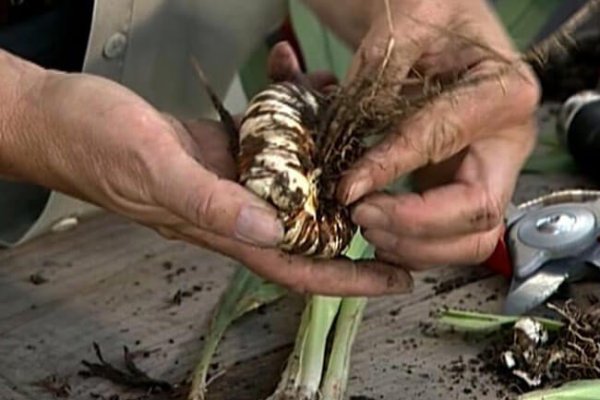 Где найти ссылку на кракен