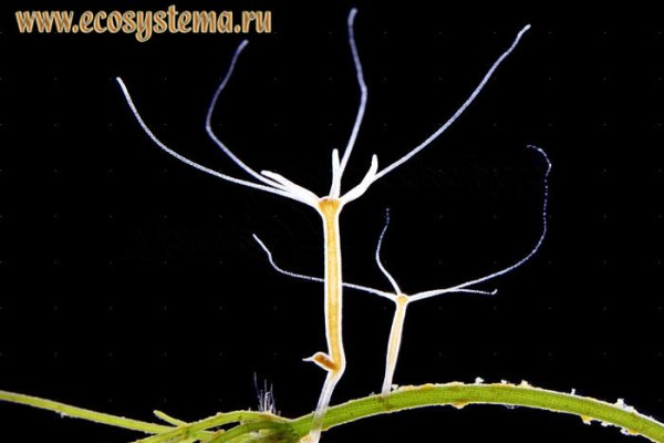 2krn сс что это